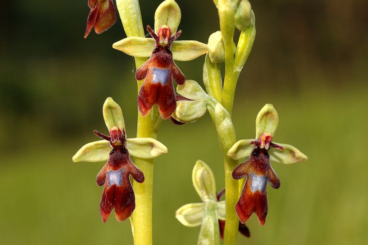 Ophrys insectifera.jpg
